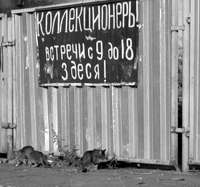 Стадо зайцев в сумке мисс Плюшкиной