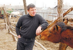 Стреножили «Кобылкино счастье»