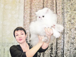 Перс - восьмое чудо света