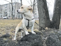 Чёрный кот, рыжий пес и капитан дальнего плавания