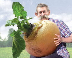Турнепка бьёт рекорды