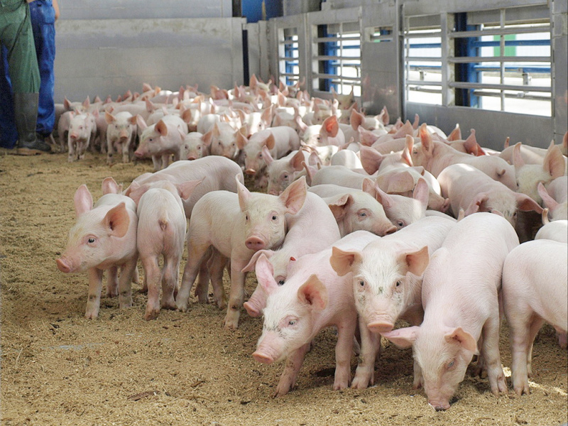 Своя продукция к прилавку ближе