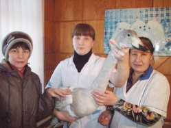 Лебедь обязательно вернётся
