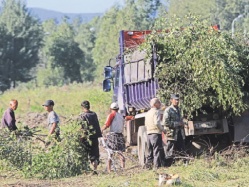А город подумал - незаконные рубки идут