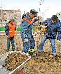 Озимые… клёны