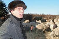 С этих овец шерсть килограммами