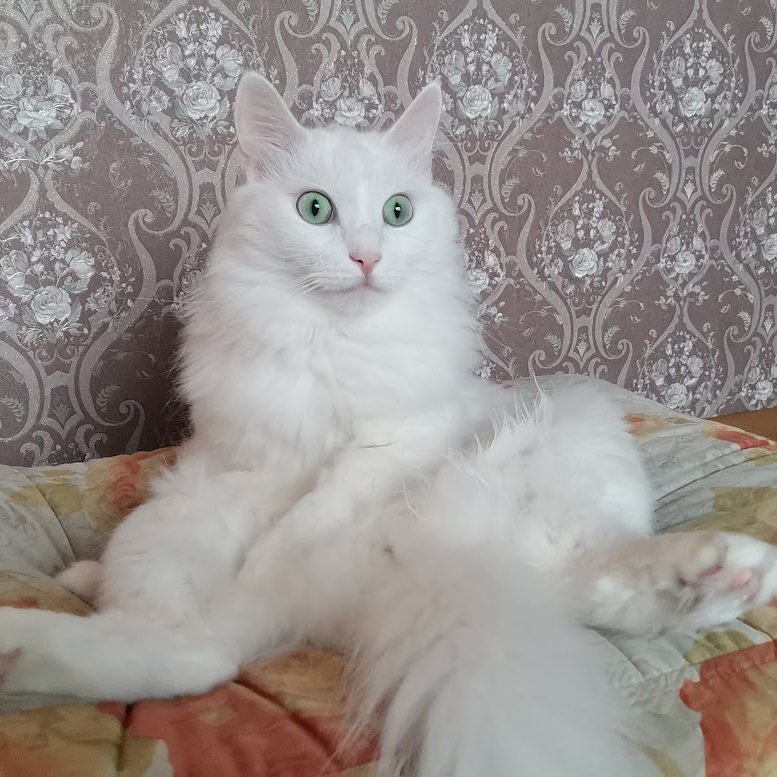 степа.jpg