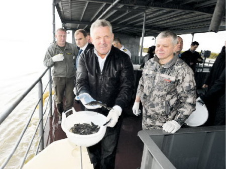 Осетрята ушли в амурскую воду